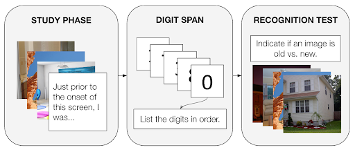 META experiment procedure